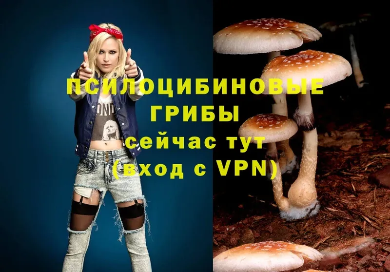 Галлюциногенные грибы Psilocybe  мориарти наркотические препараты  Кызыл  купить  